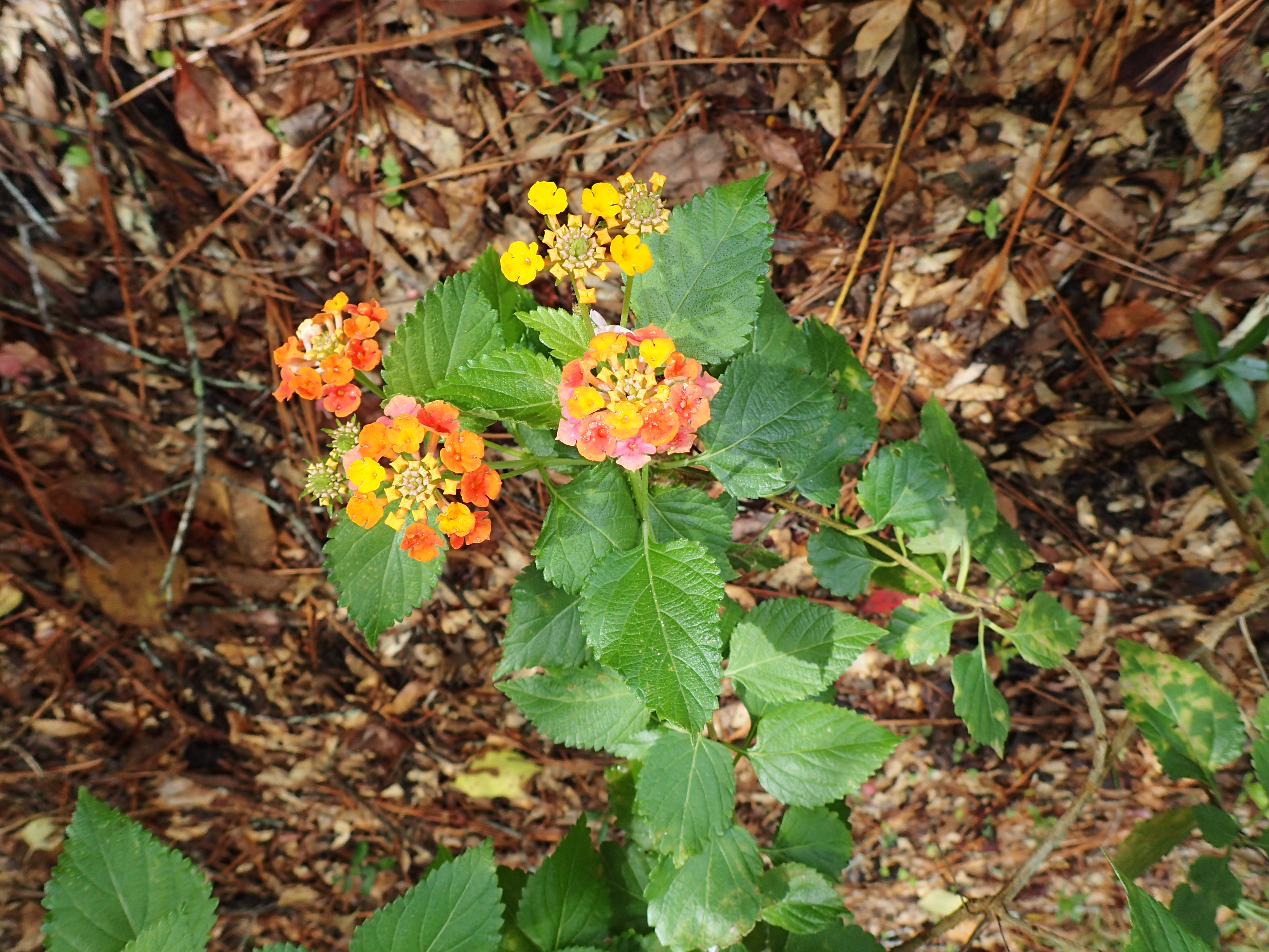 Lantana, FL